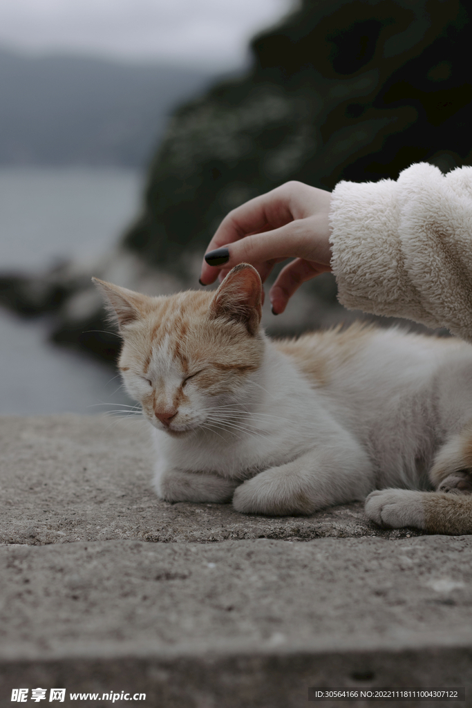 猫咪