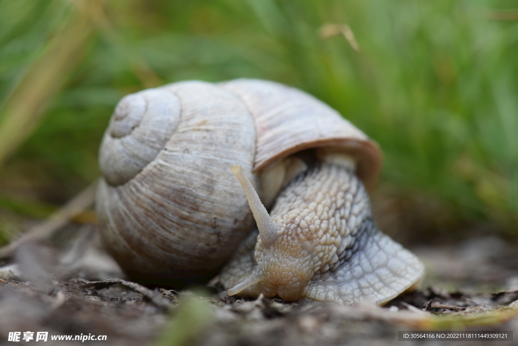 蜗牛