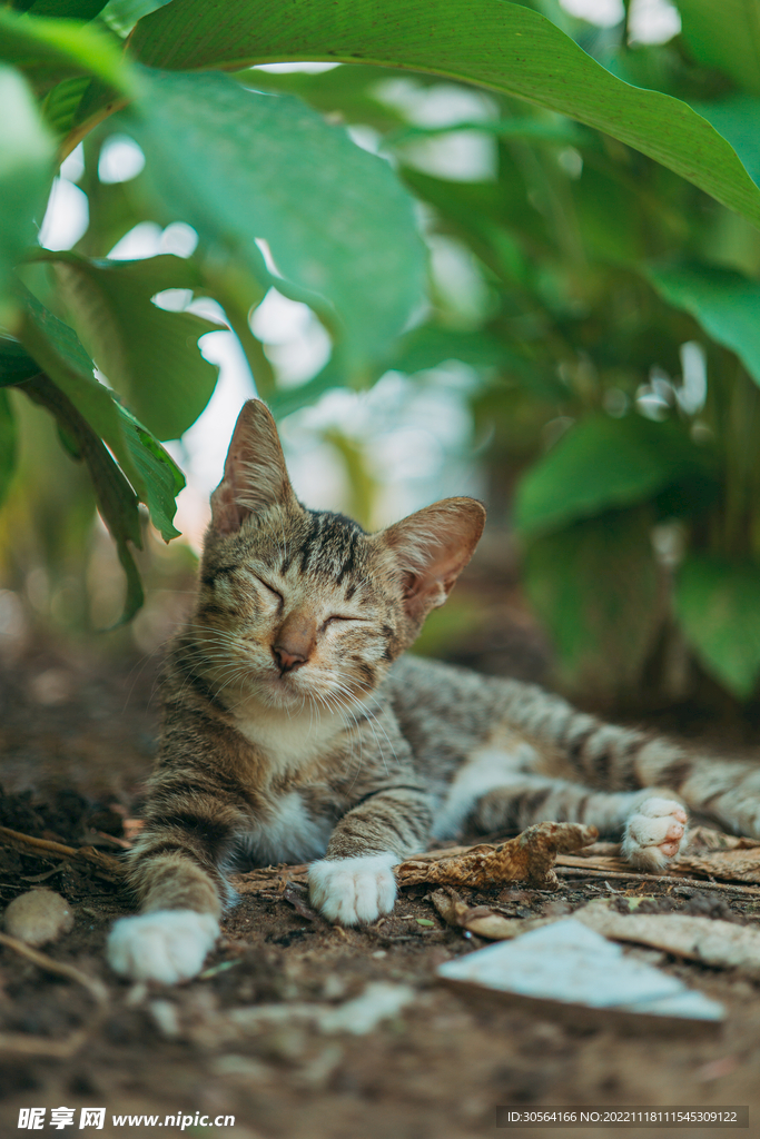猫咪