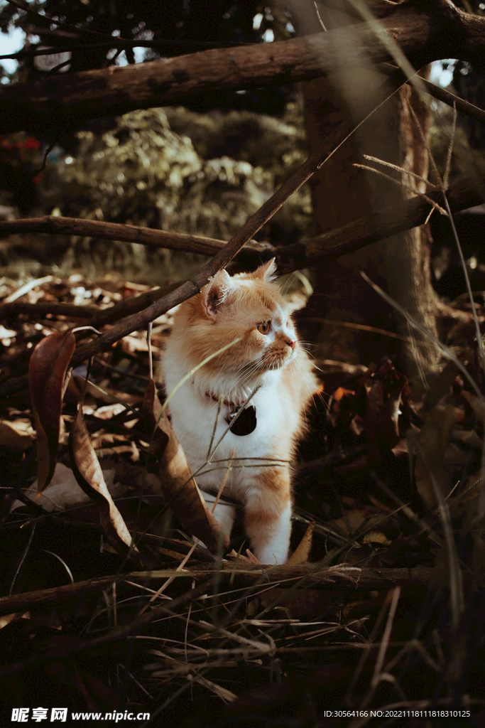 猫咪