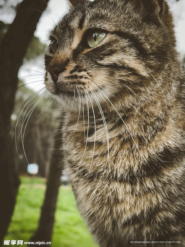 猫咪