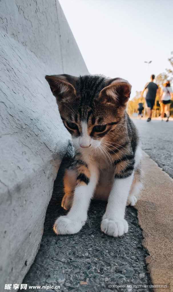 猫咪