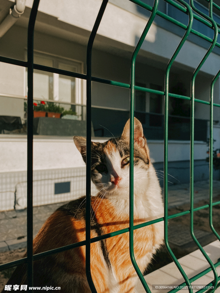 猫咪