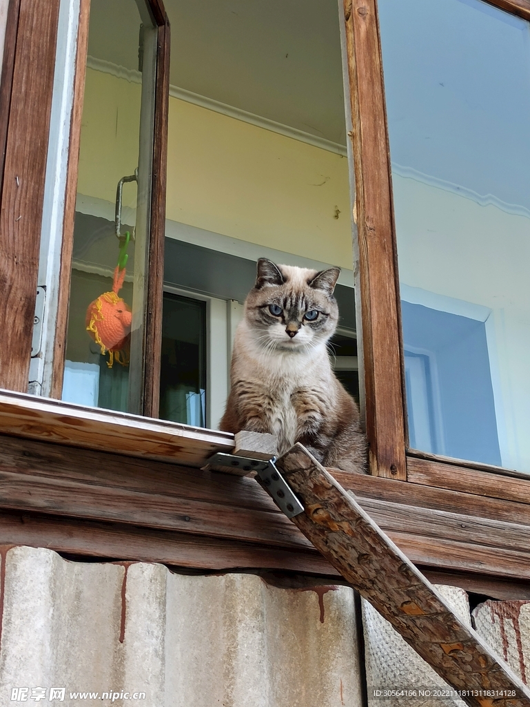 猫咪