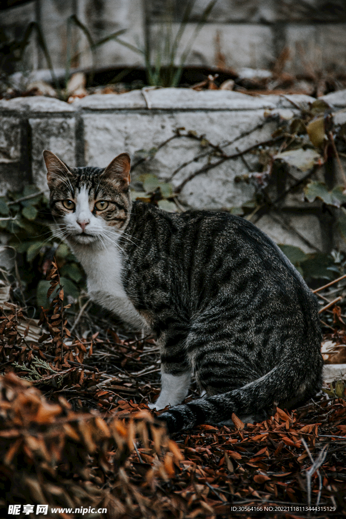 猫咪
