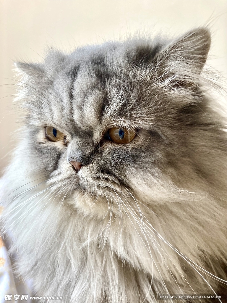 猫咪