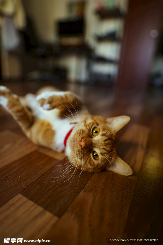 猫咪