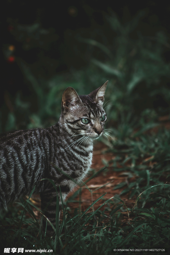 猫咪