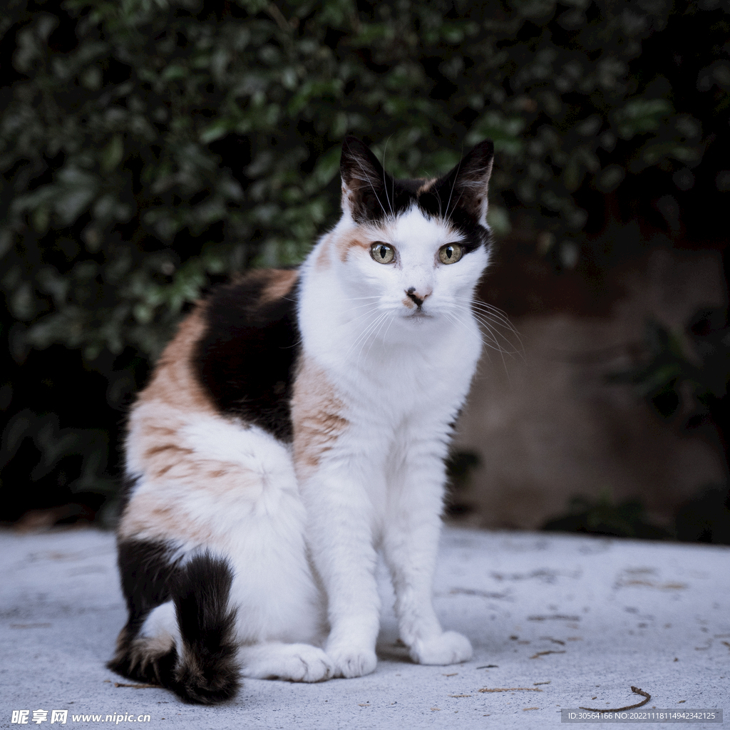 猫咪