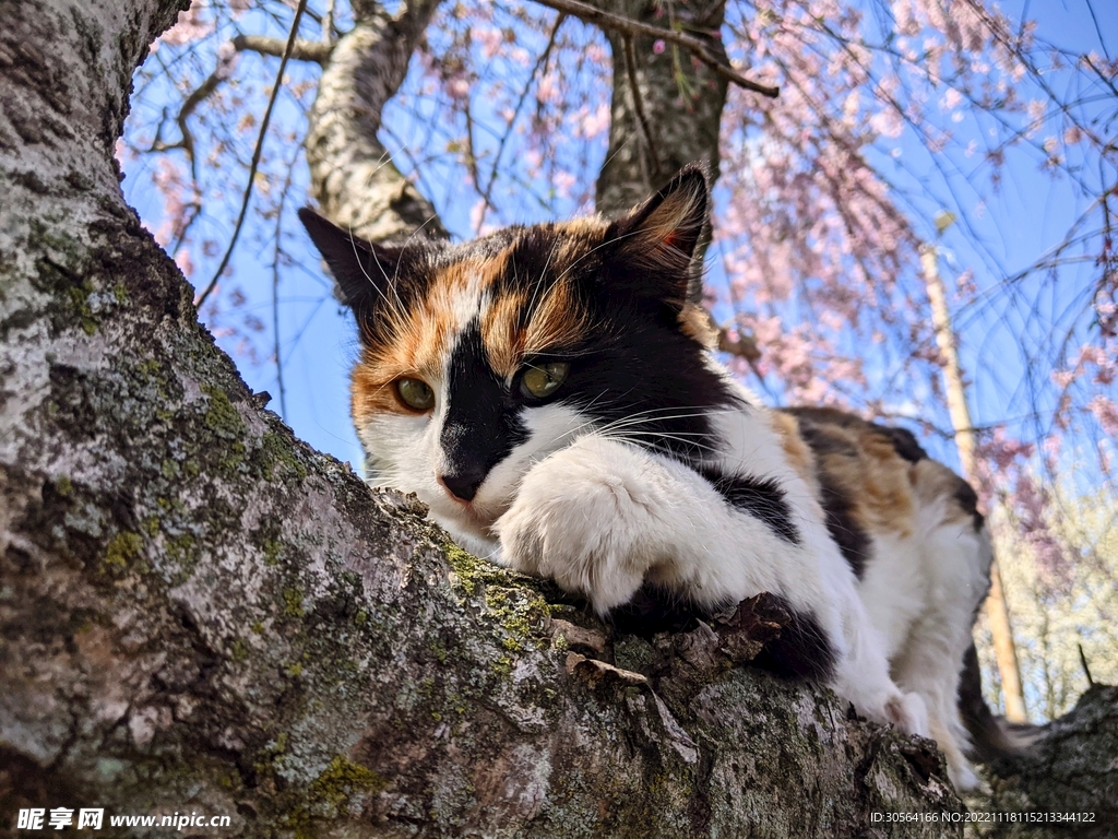 猫咪