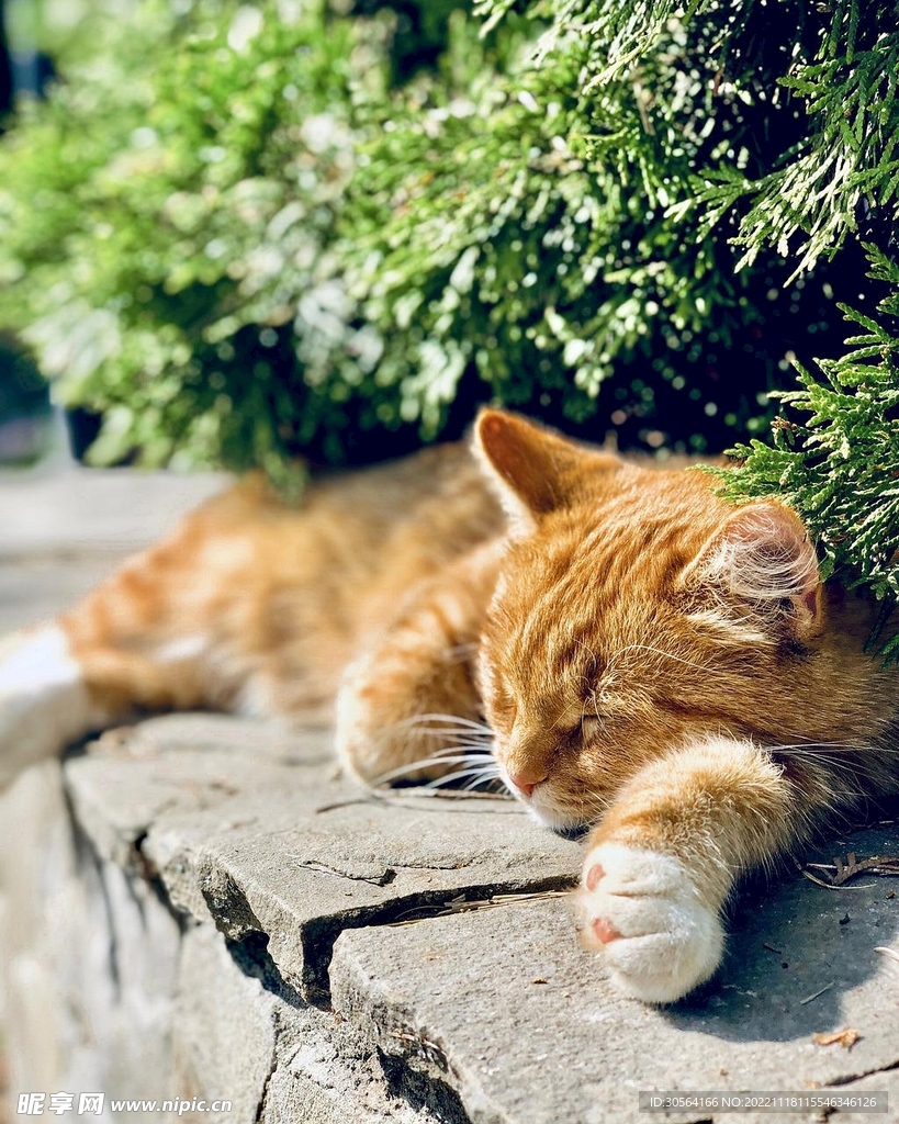 猫咪