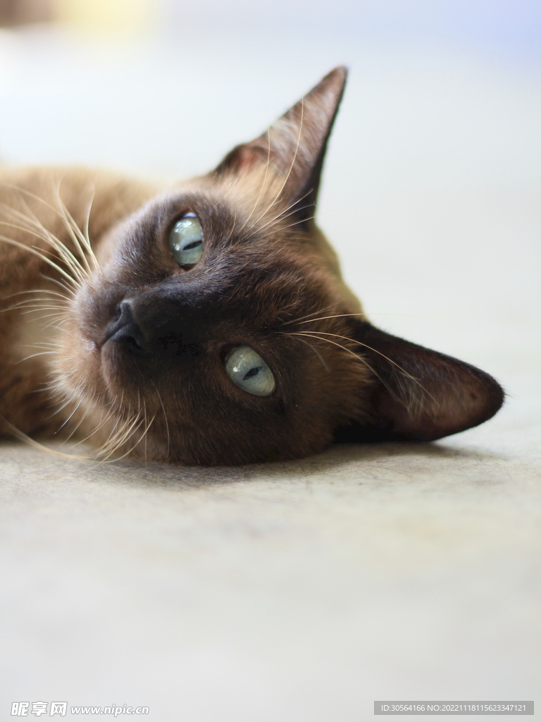 猫咪