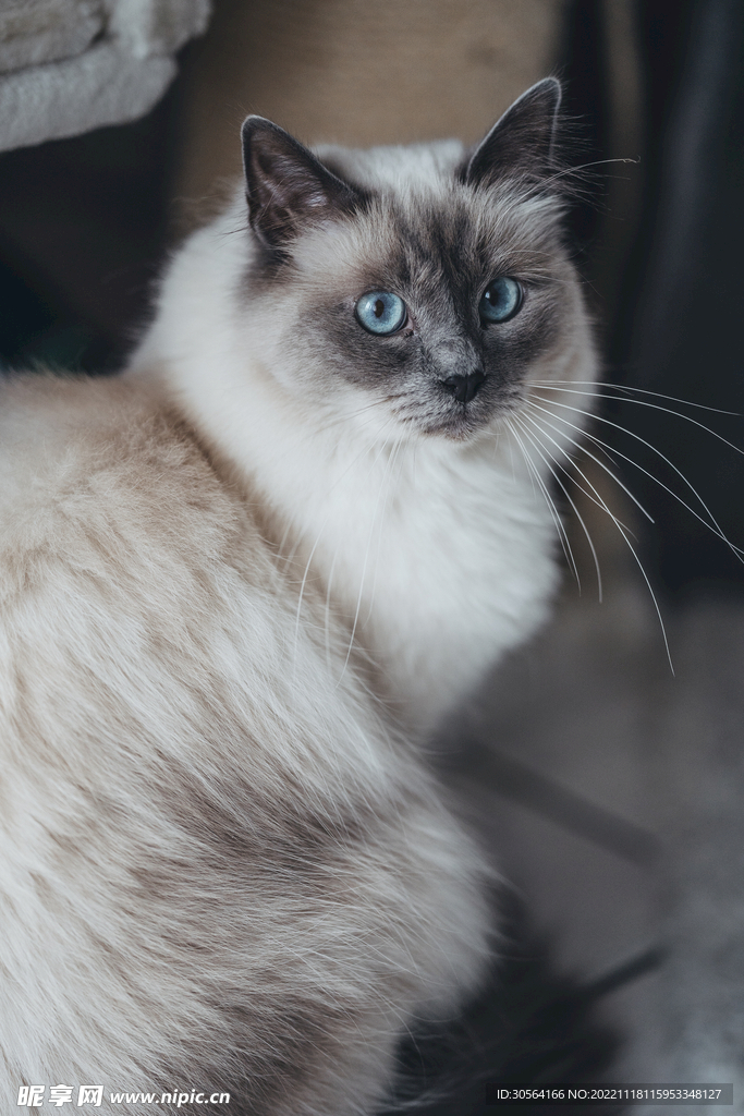 猫咪