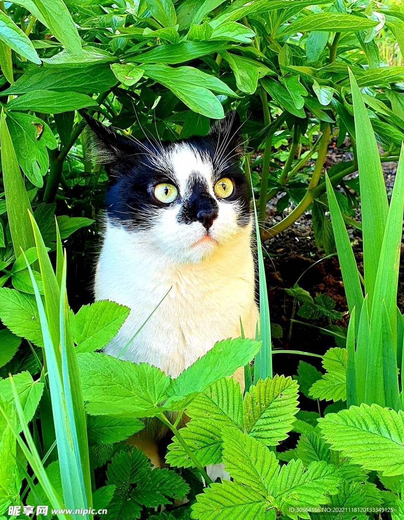 猫咪