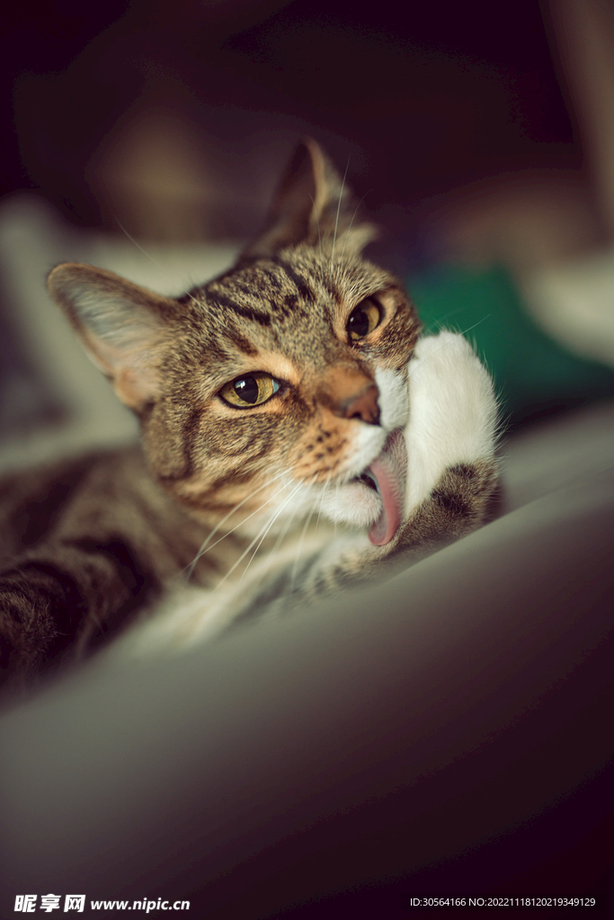 猫咪