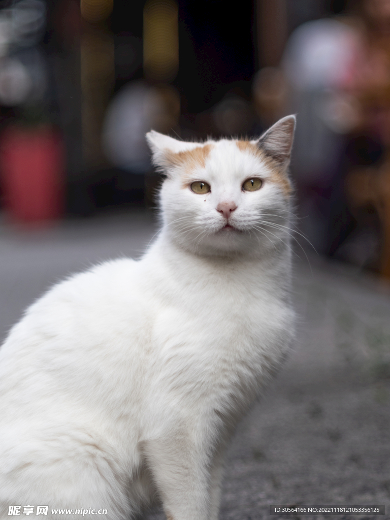 猫咪