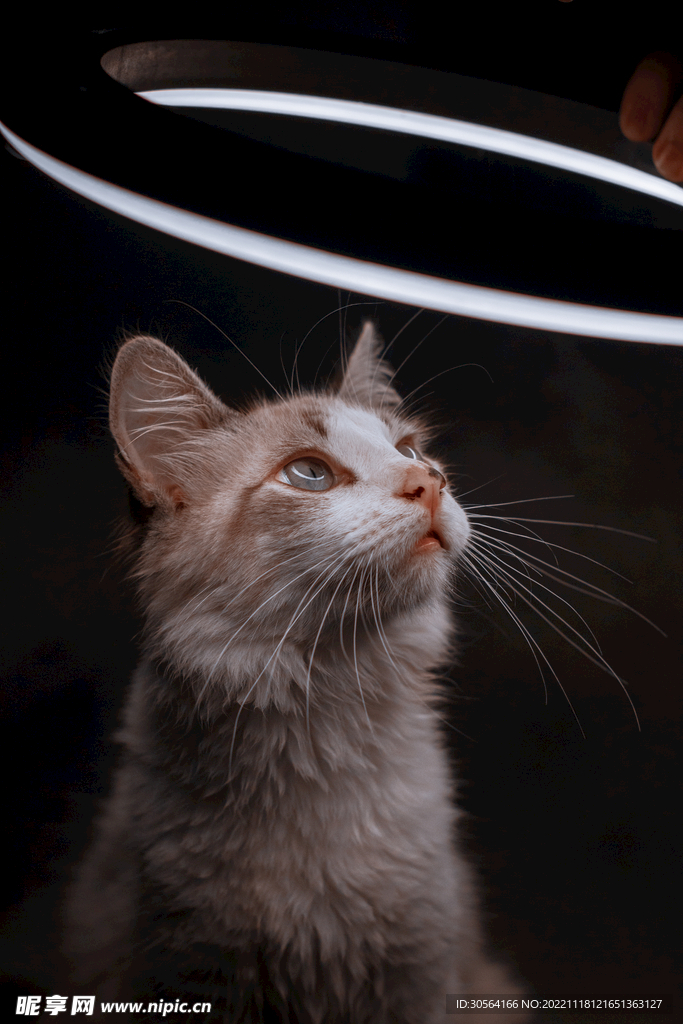 猫咪