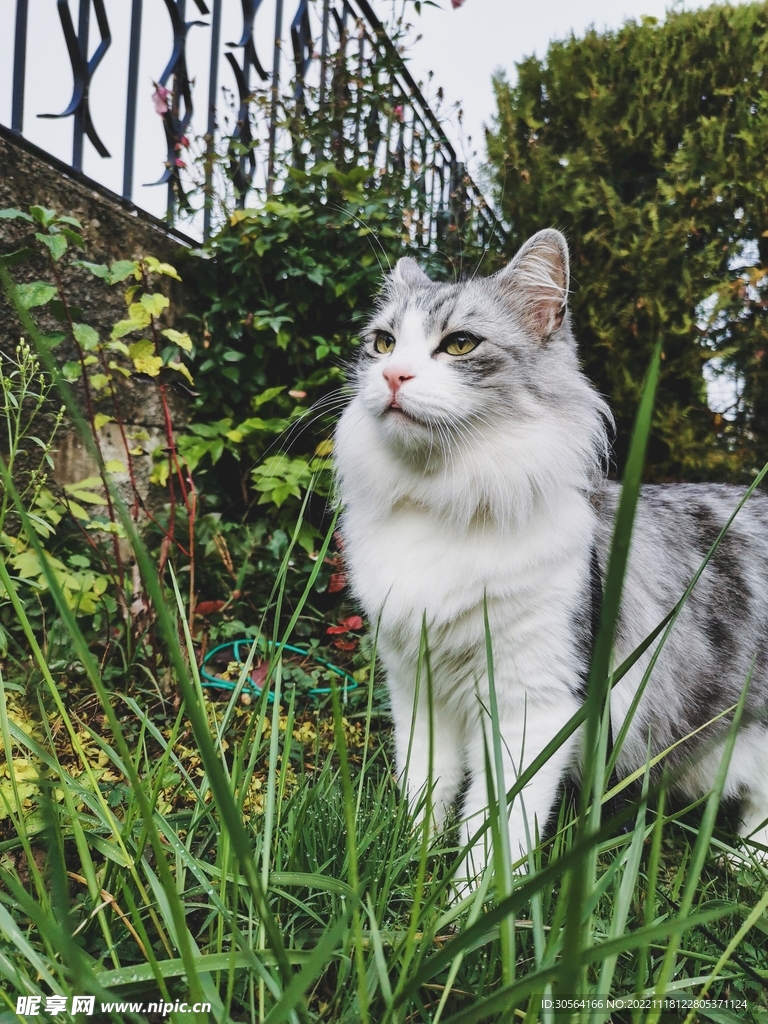 猫咪