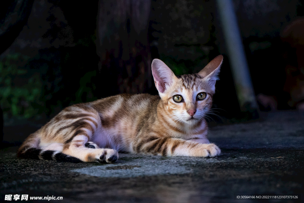 猫咪