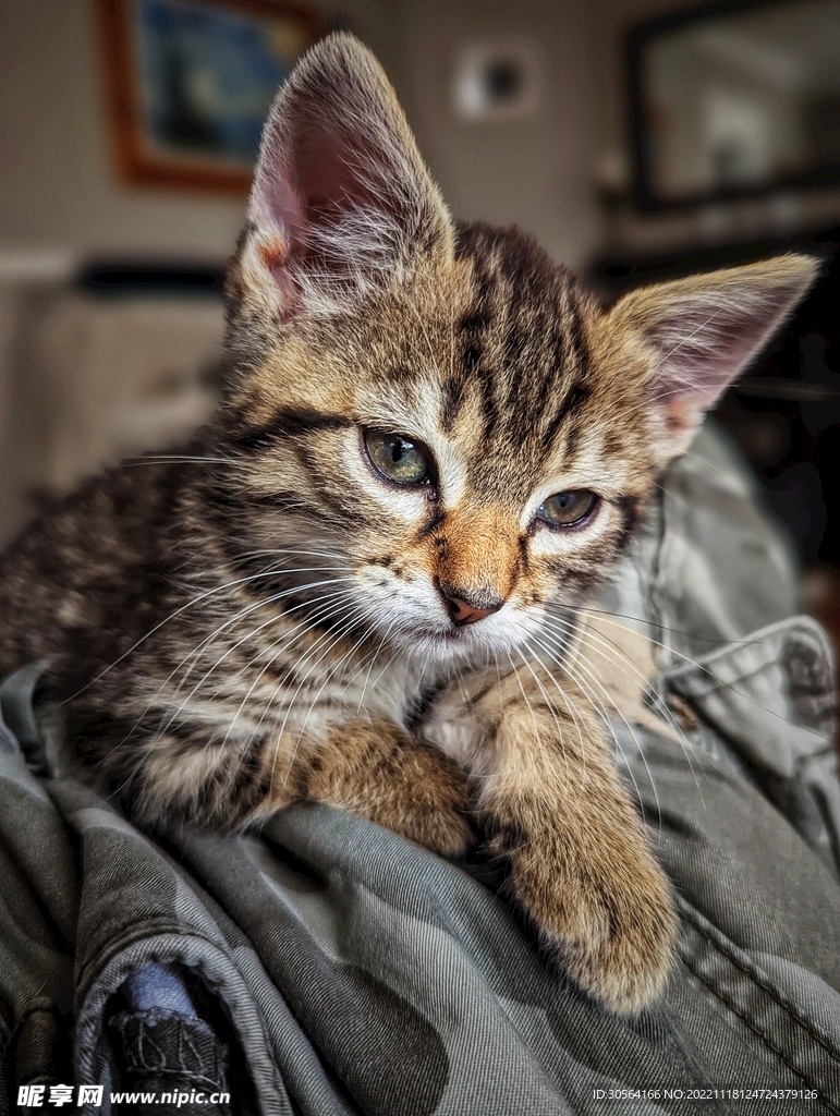 猫咪