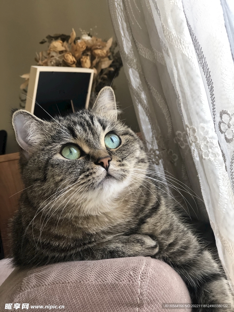 猫咪