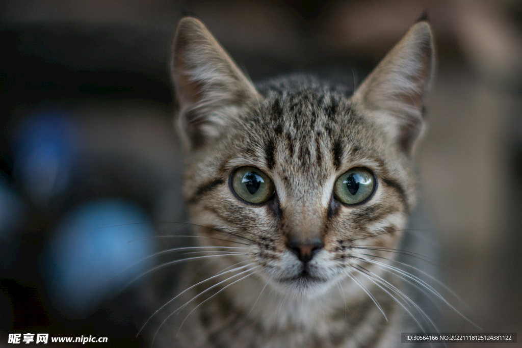 猫