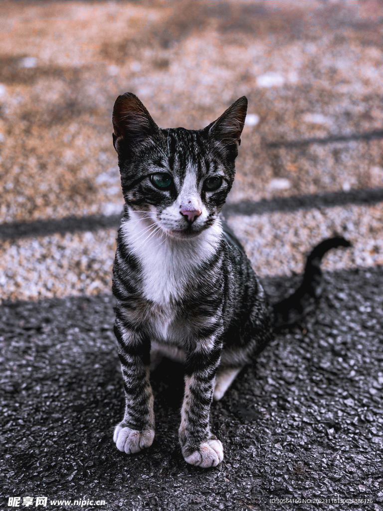 猫