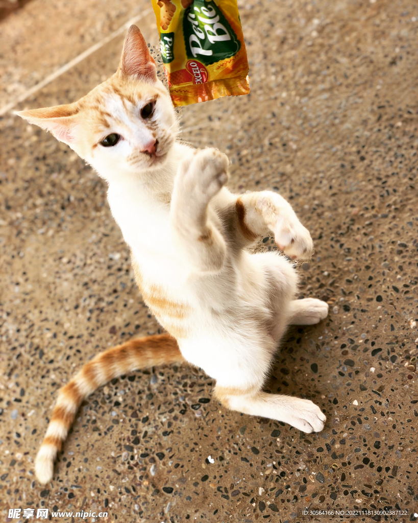 猫