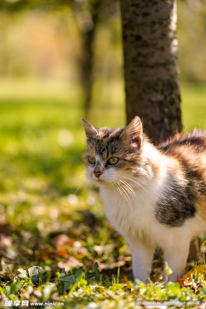 猫