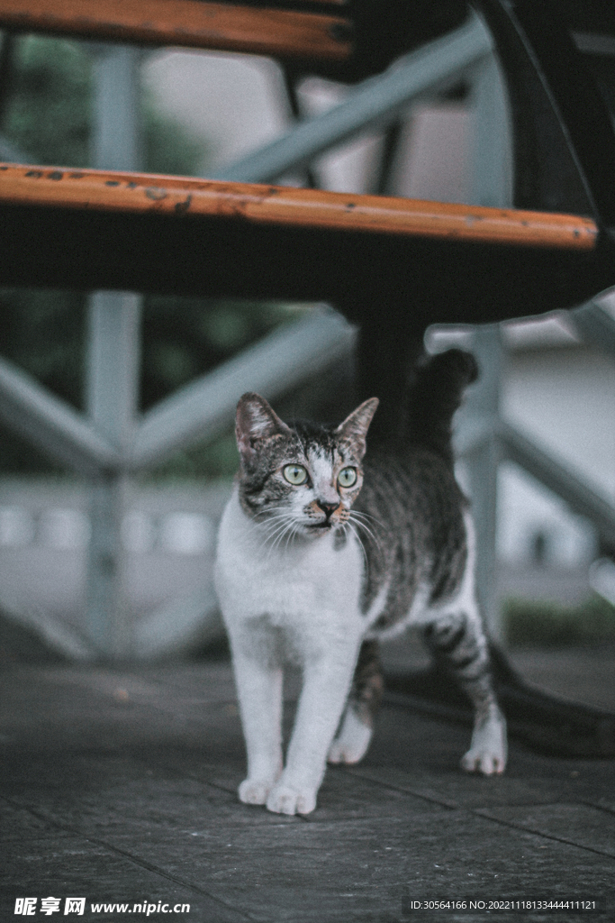 猫