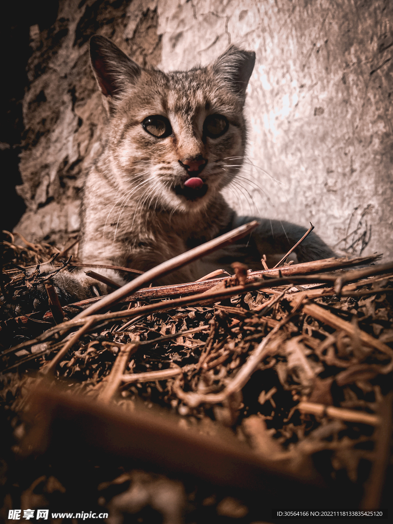 猫咪