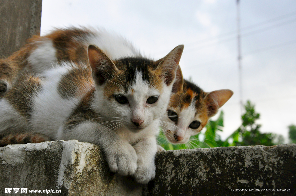 猫咪