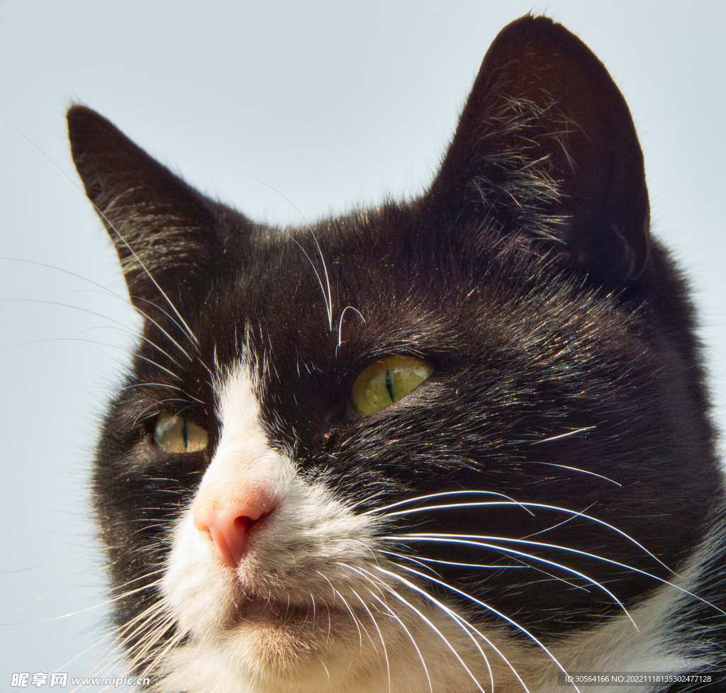 猫咪