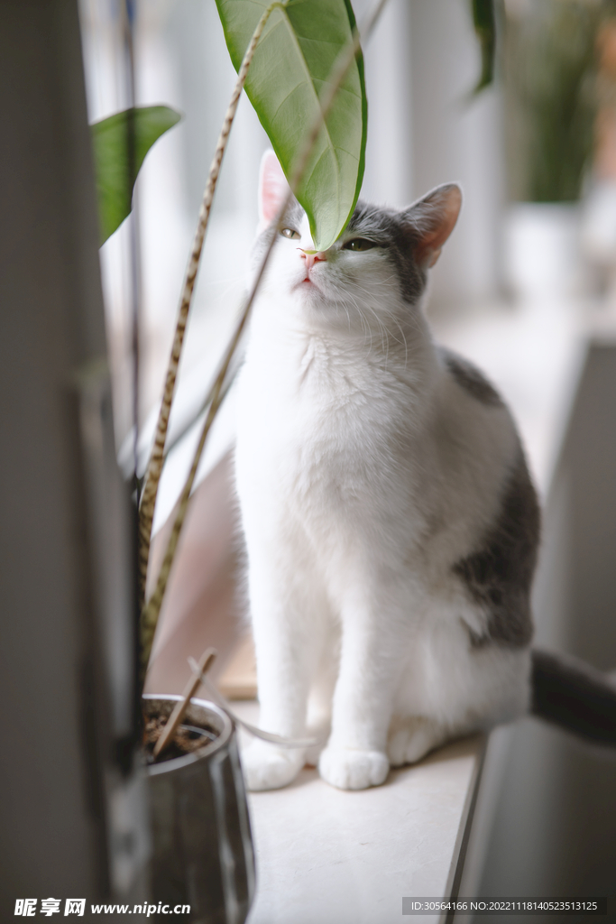 猫咪