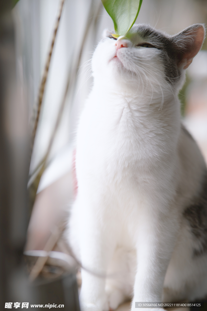 猫咪