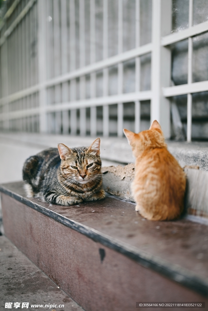 猫