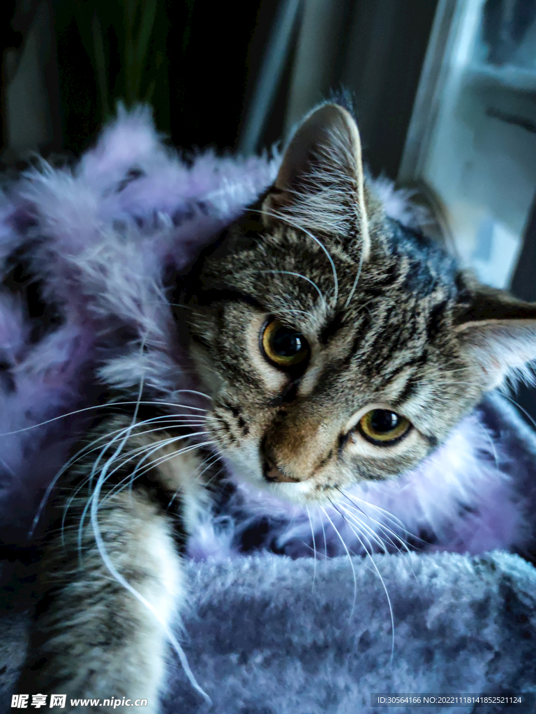 猫