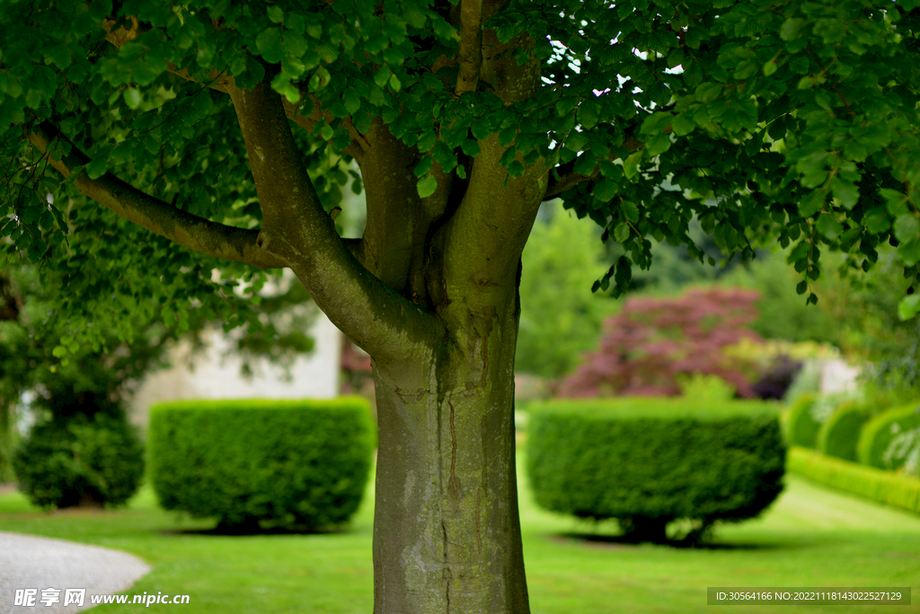 公园树木
