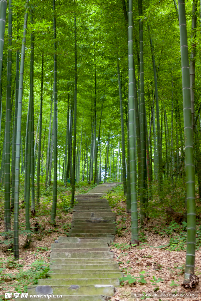 竹林台阶