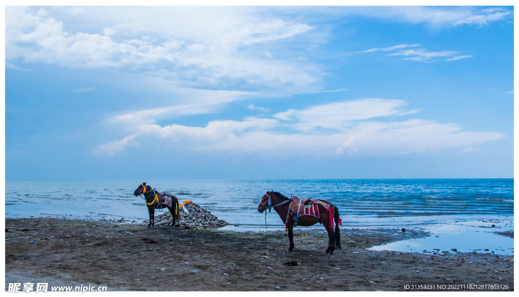 青海湖边的马