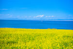 青海湖湖边油菜花风景