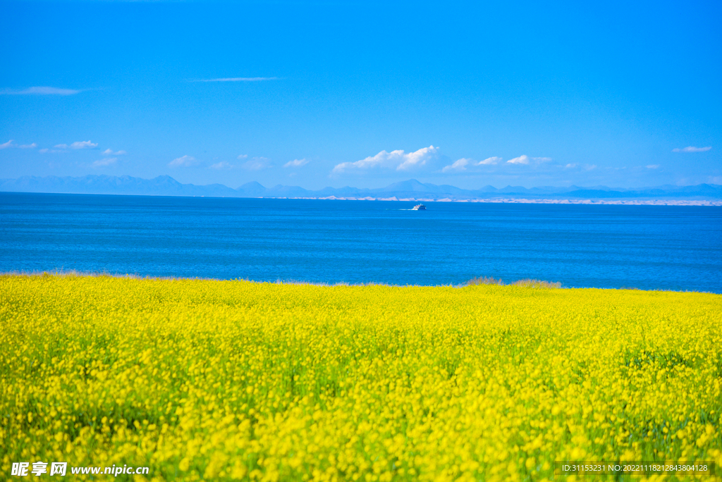 青海湖湖边油菜花风景