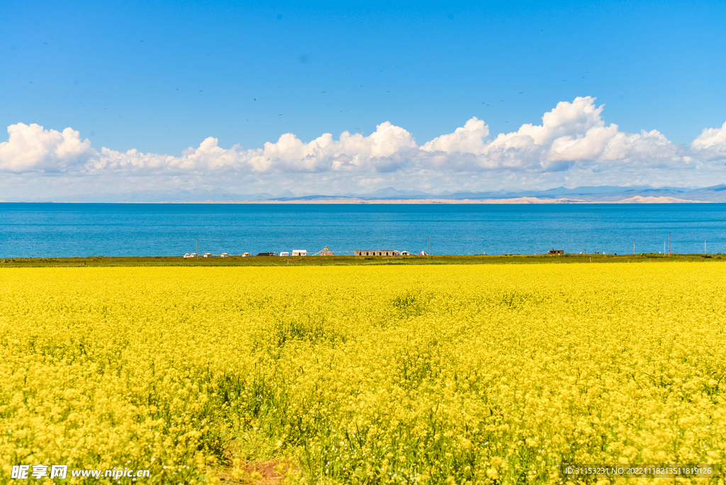 盛开的青海湖油菜花