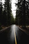 树林中的公路