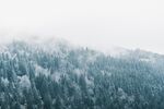 雪松