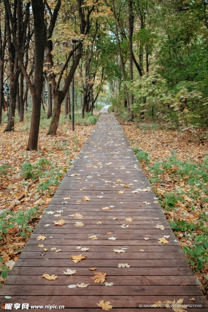 林中栈道