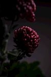 红色菊花