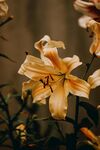 百合花