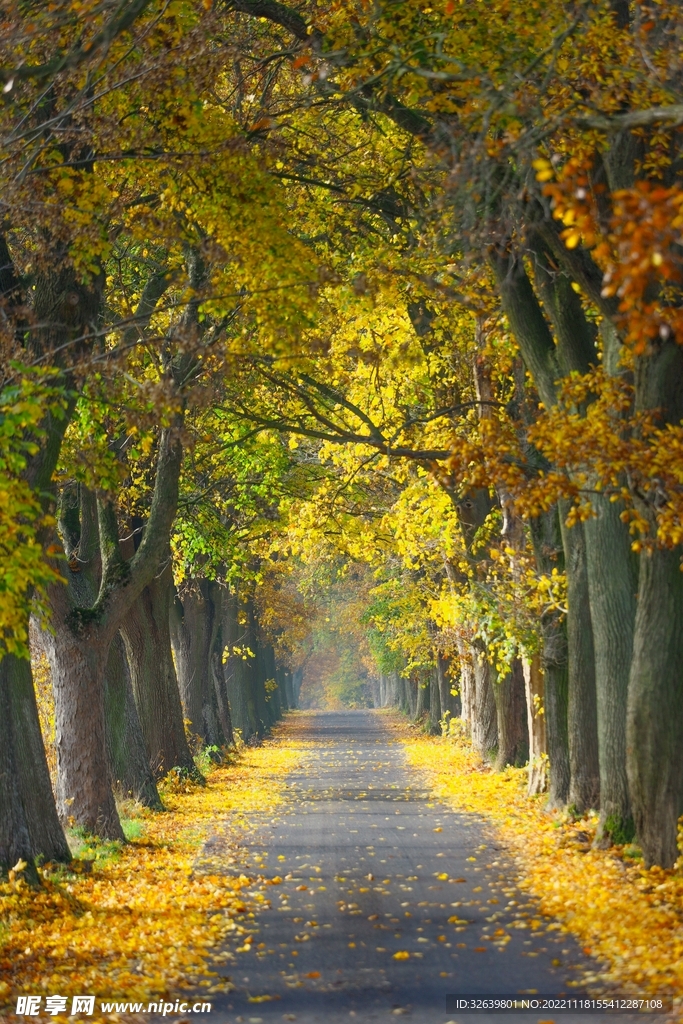 秋天林间小路