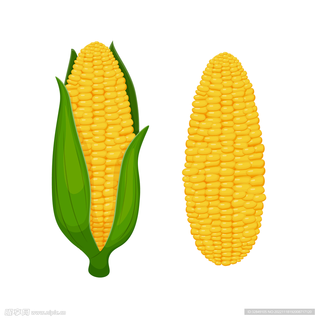 矢量玉米